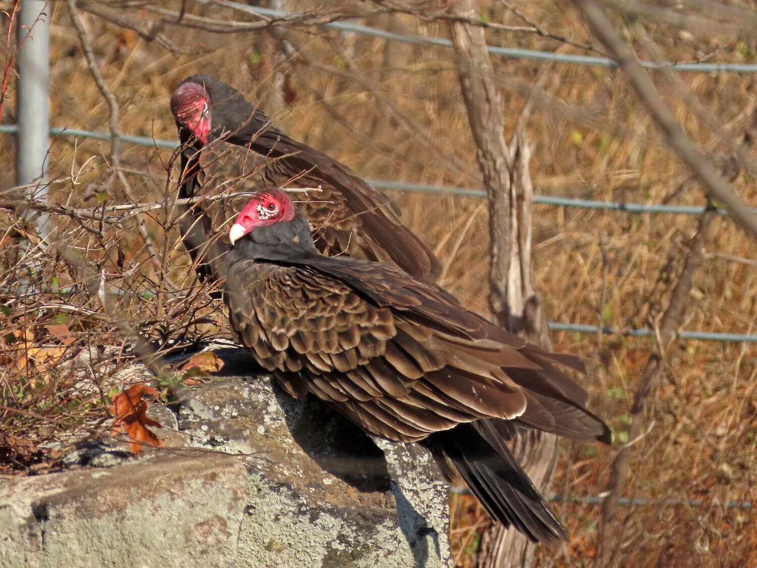 Turkey Vultures — Susan Kirby
